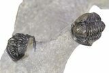 Three Nicely Presented Gerastos Trilobite Fossils - Morocco #383226-3